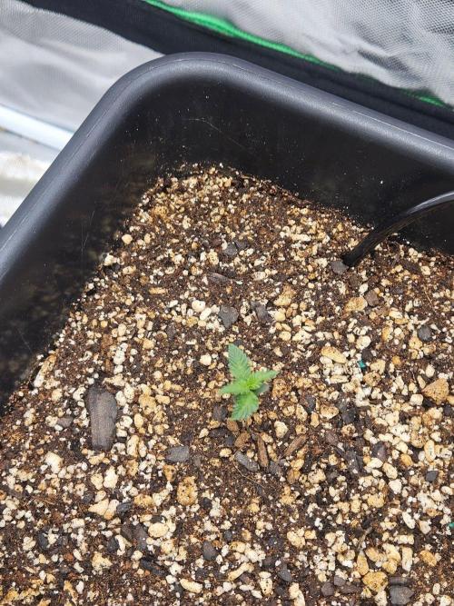 Fast buds purple lemonade. Week 1