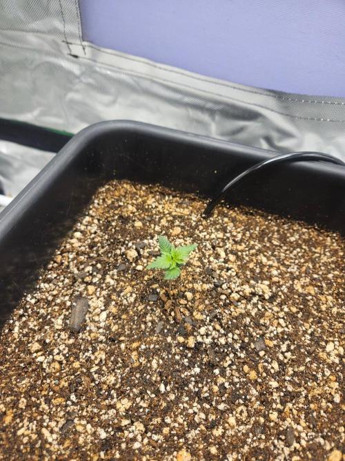 Fast buds purple lemonade. Week 1