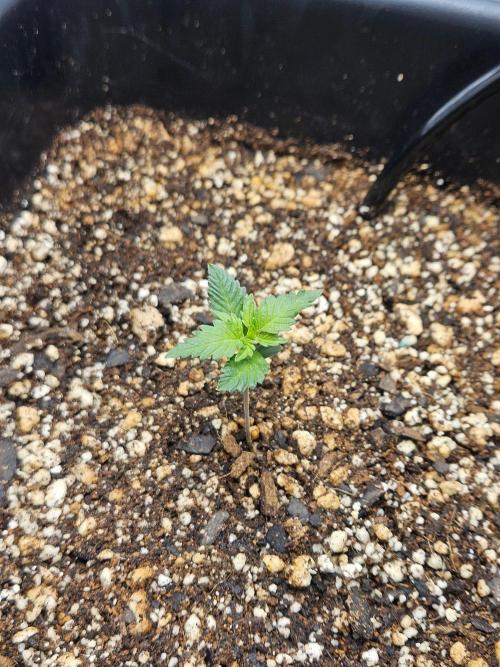 Fast buds purple lemonade. Week 1