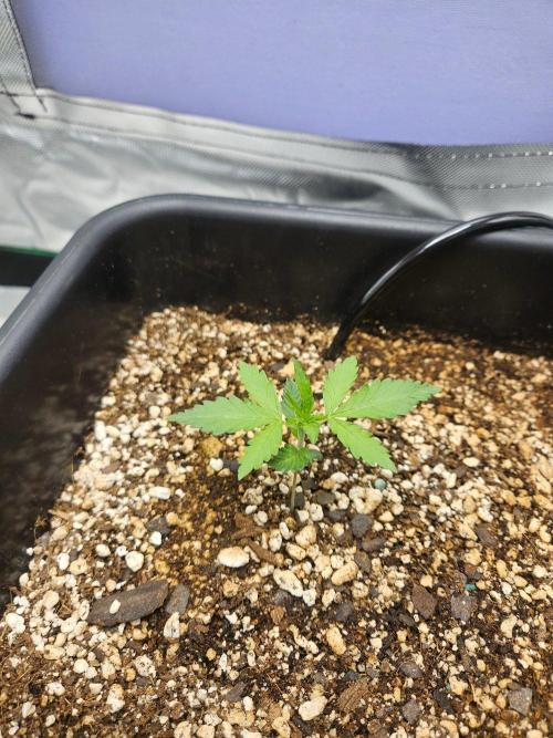 Fast buds purple lemonade. Week 2