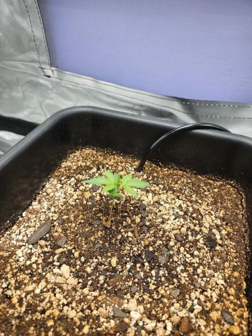 Fast buds purple lemonade. Week 2