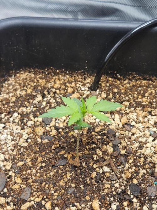 Fast buds purple lemonade. Week 2