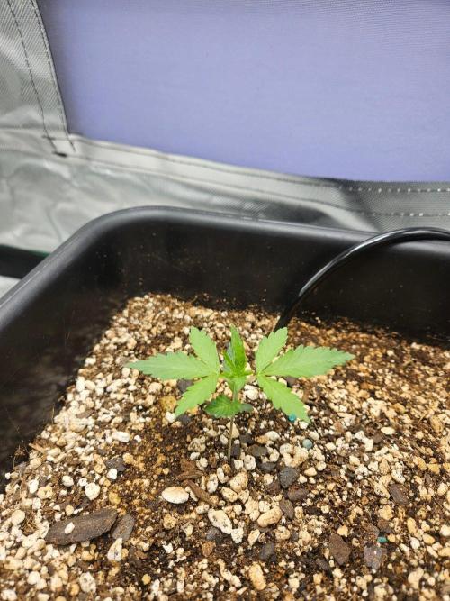 Fast buds purple lemonade. Week 2