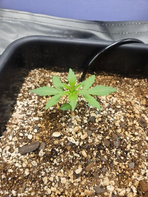 Fast buds purple lemonade. Week 2