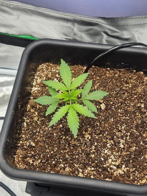 Fast buds purple lemonade. Week 2