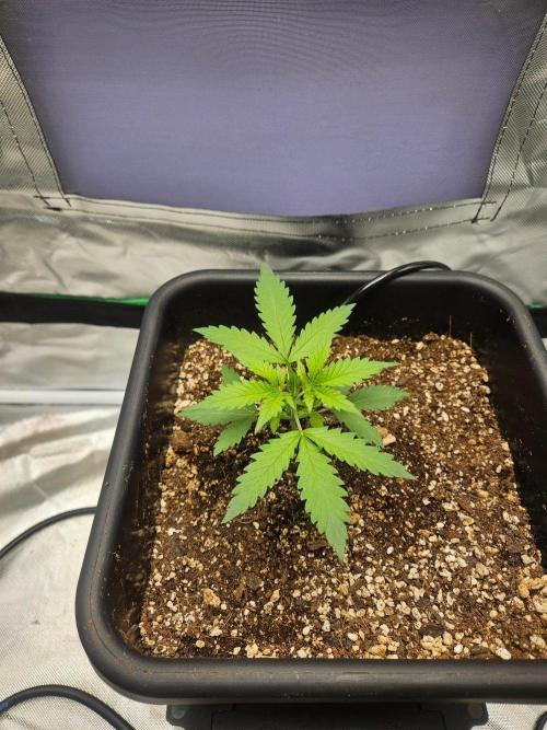 Fast buds purple lemonade. Week 2
