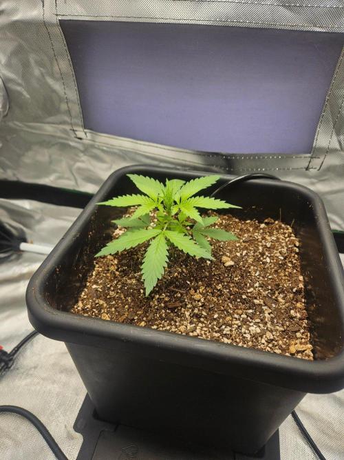 Fast buds purple lemonade. Week 2
