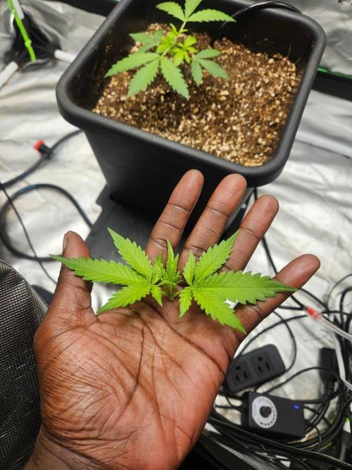 Fast buds purple lemonade. Week 2