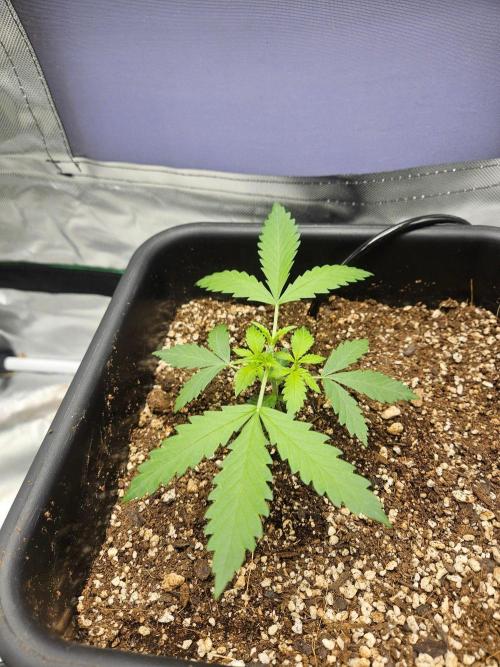 Fast buds purple lemonade. Week 2