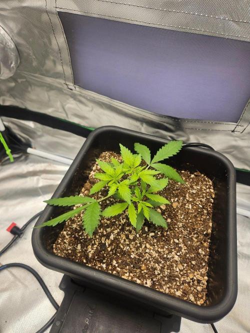 Fast buds purple lemonade. Week 3