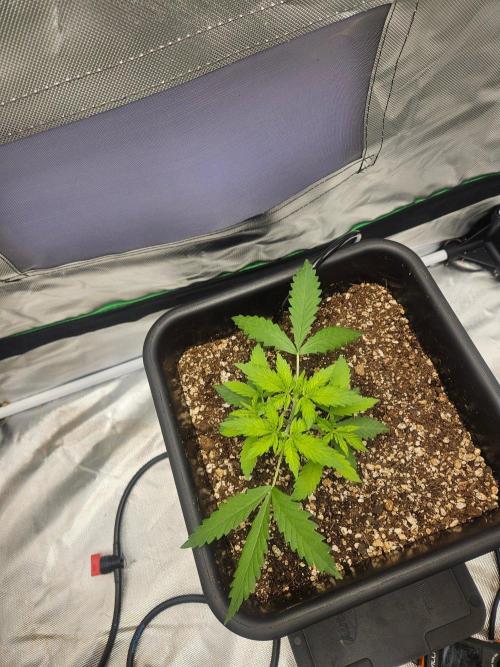 Fast buds purple lemonade. Week 3