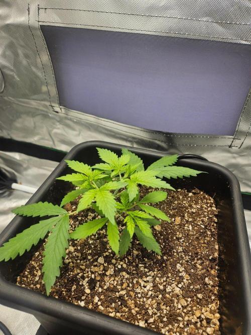 Fast buds purple lemonade. Week 3