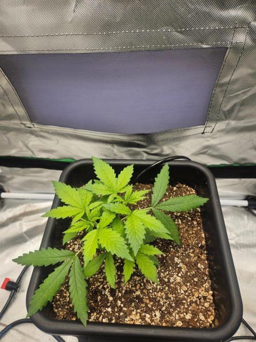 Fast buds purple lemonade. Week 3
