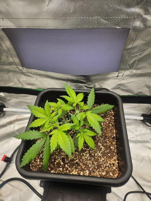 Fast buds purple lemonade. Week 3