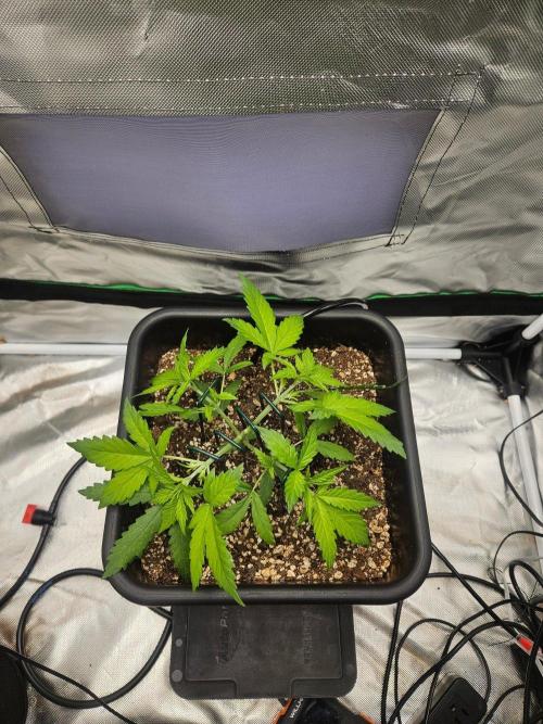 Fast buds purple lemonade. Week 3