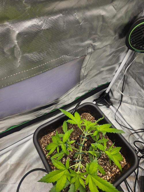 Fast buds purple lemonade. Week 3