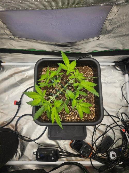 Fast buds purple lemonade. Week 3