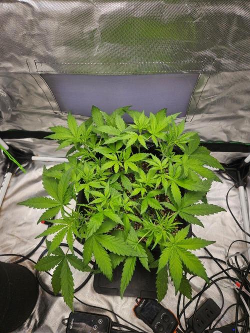 Purple Lemonade Auto RF3. Week 3