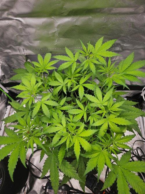 Purple Lemonade Auto RF3. Week 4