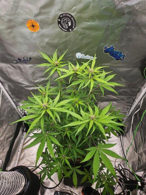 Fast buds purple lemonade. Week 5