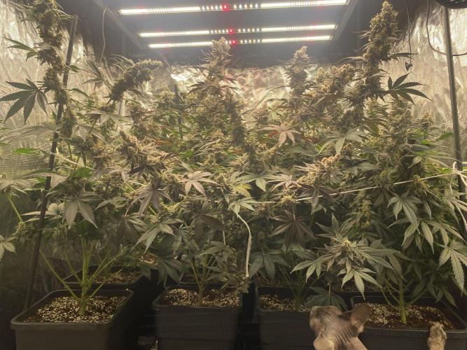 Runtz x Layer Cake. Week 14