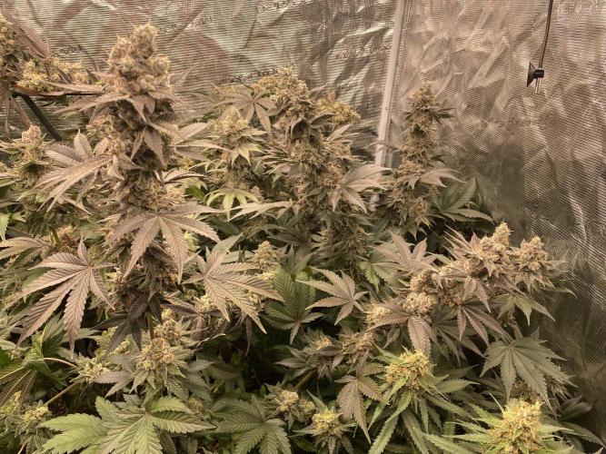 Runtz x Layer Cake. Week 15