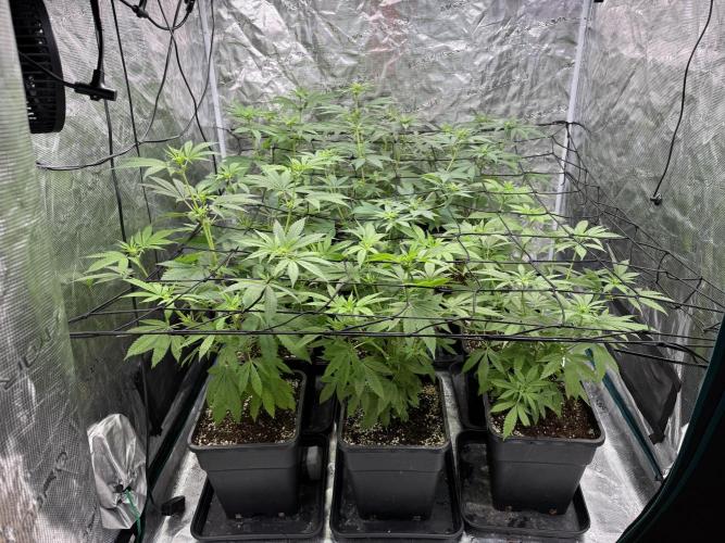 Zoap. Week 2