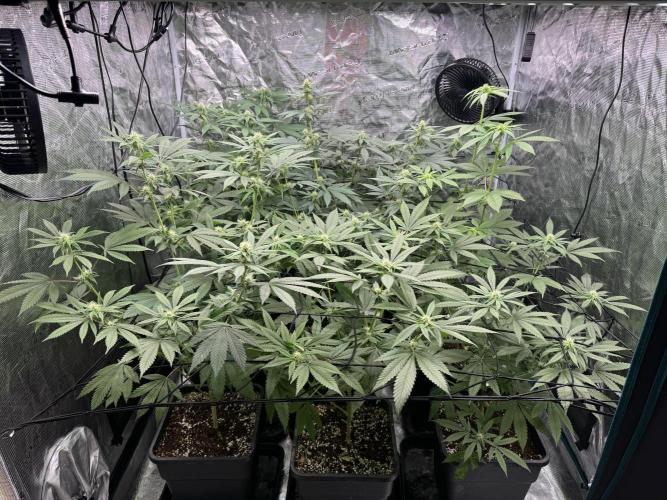 9x ZOAP Barneys Farm foto. Week 3