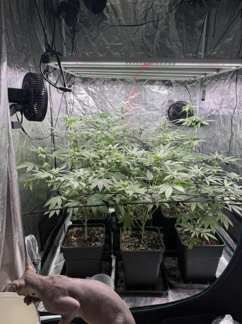 Zoap. Week 3
