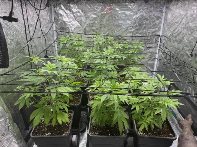 9x ZOAP Barneys Farm foto. Week 1