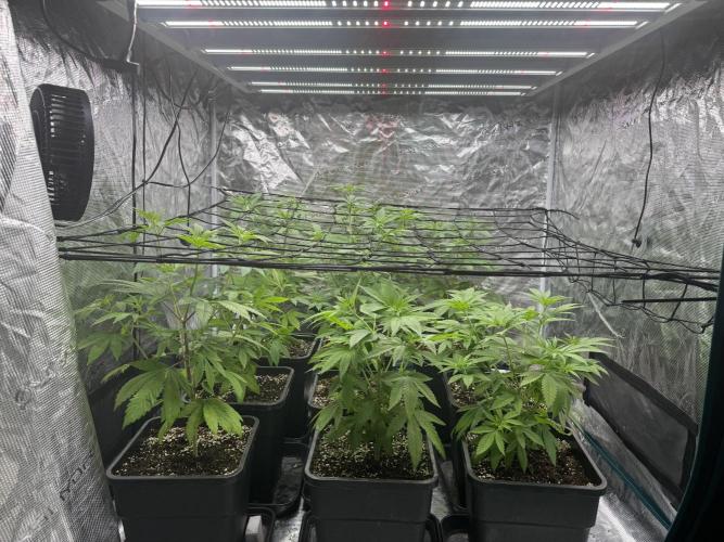 9x ZOAP Barneys Farm foto. Week 1