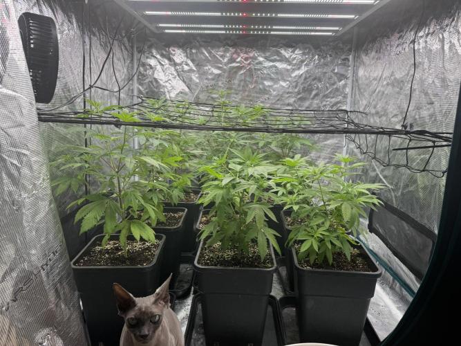 Zoap. Week 1
