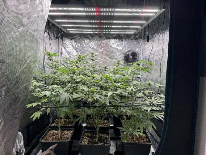 Zoap. Week 4
