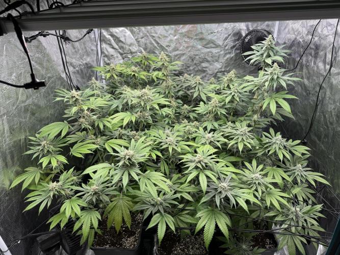 Zoap. Week 5