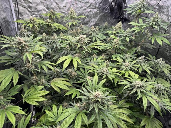 9x ZOAP Barneys Farm foto. Week 6