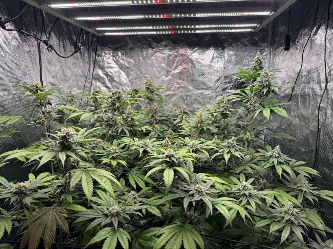 9x ZOAP Barneys Farm foto. Week 6