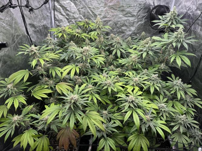 Zoap. Week 6