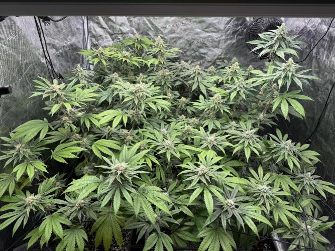 Zoap. Week 5