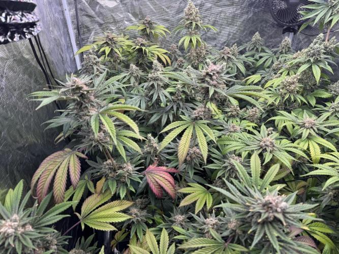 9x ZOAP Barneys Farm foto. Week 8
