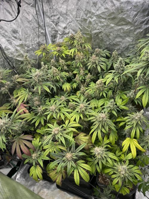 9x ZOAP Barneys Farm foto. Week 8