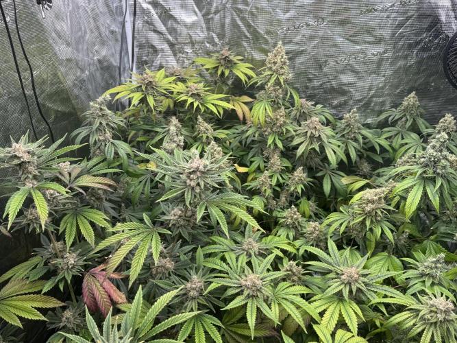 Zoap. Week 8