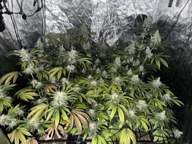 9x ZOAP Barneys Farm foto. Week 7
