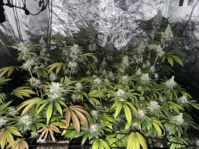 Zoap. Week 7