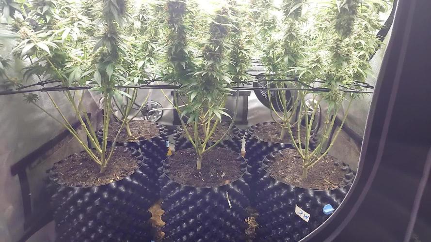Christmas Grow - Start 12/12 on 24.december