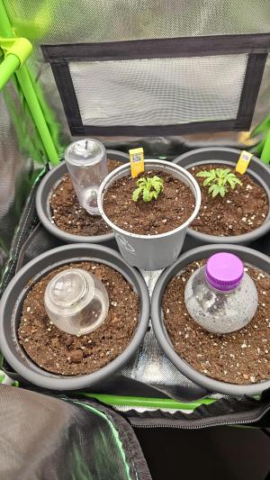 Comment by MadTomas photo #1