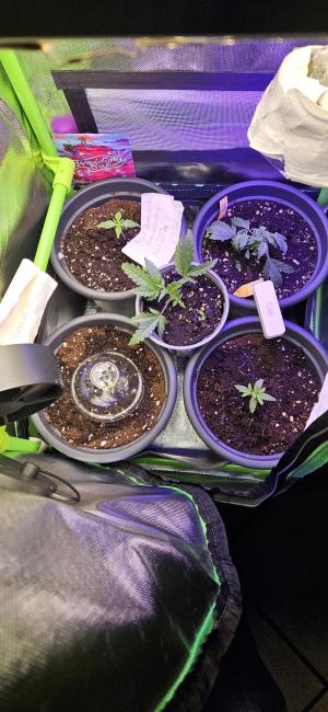 Comment by MadTomas photo #1