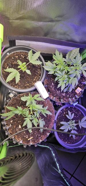 Comment by MadTomas photo #1