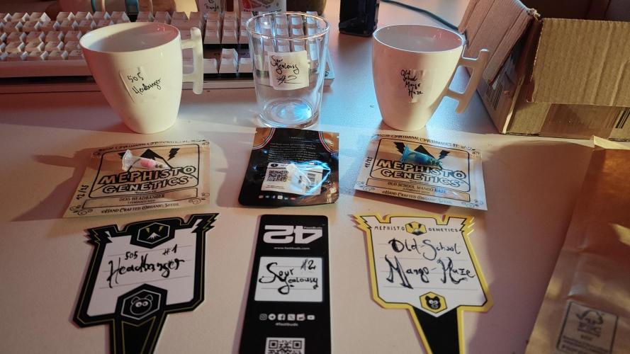 Mephisto OSHM, 505HB, 2F4B SJ. Week 0 - Germination Start!