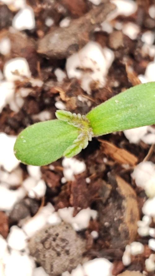 Mephisto OSHM, 505HB, 2F4B SJ. Week 0 - Medium not prepared for seedling. Hardcore Ca issues caused full restart.