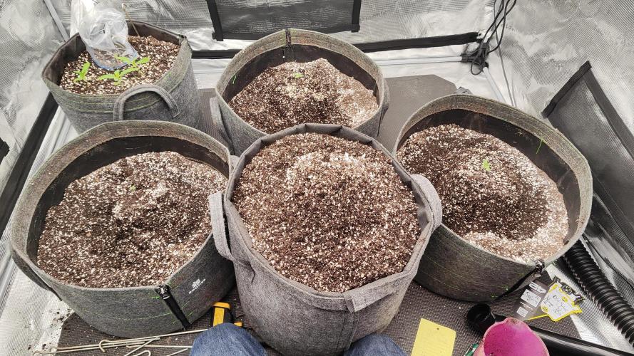 Mephisto OSHM, 505HB, 2F4B SJ. Week 0 - Afraid this would happen again, I left seedling nests and remixed my top layer.